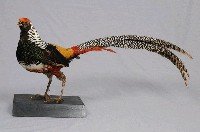 銀雞藏品圖，第4張